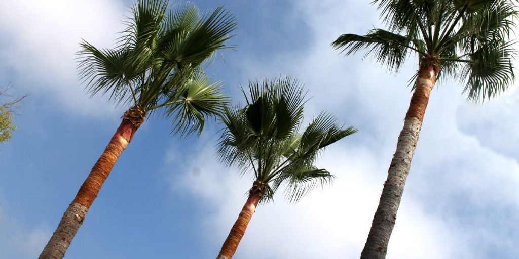 Palmeras podadas en una urbanización de la costa